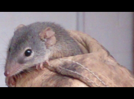 Antechinus(8.5.16)
