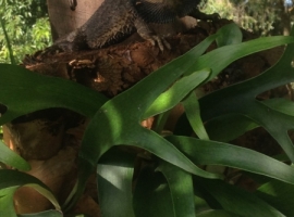 Bearded dragon(8.5.16)