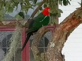 King Parrot (outsode LH) 12.2017